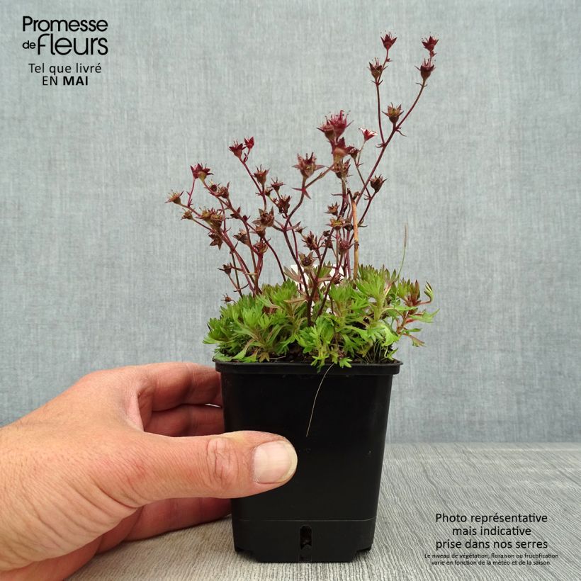 Example of Saxifraga arendsii Ware's Crimson - Saxifrage mousse Godet de 8/9 cm as you get in printemps
