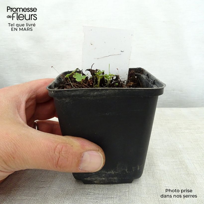 Spécimen de Saxifraga fortunei Sugar Plum Fairy - Saxifrage Godet de 8/9 cm tel que livré au printemps