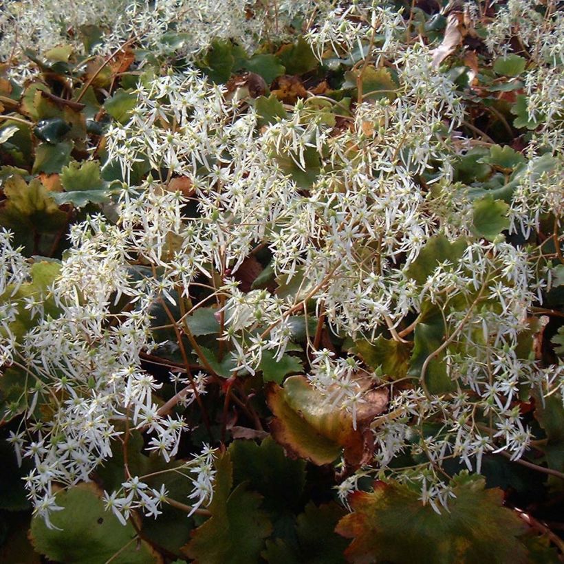 Saxifraga fortunei Wada - Saxifrage (Flowering)