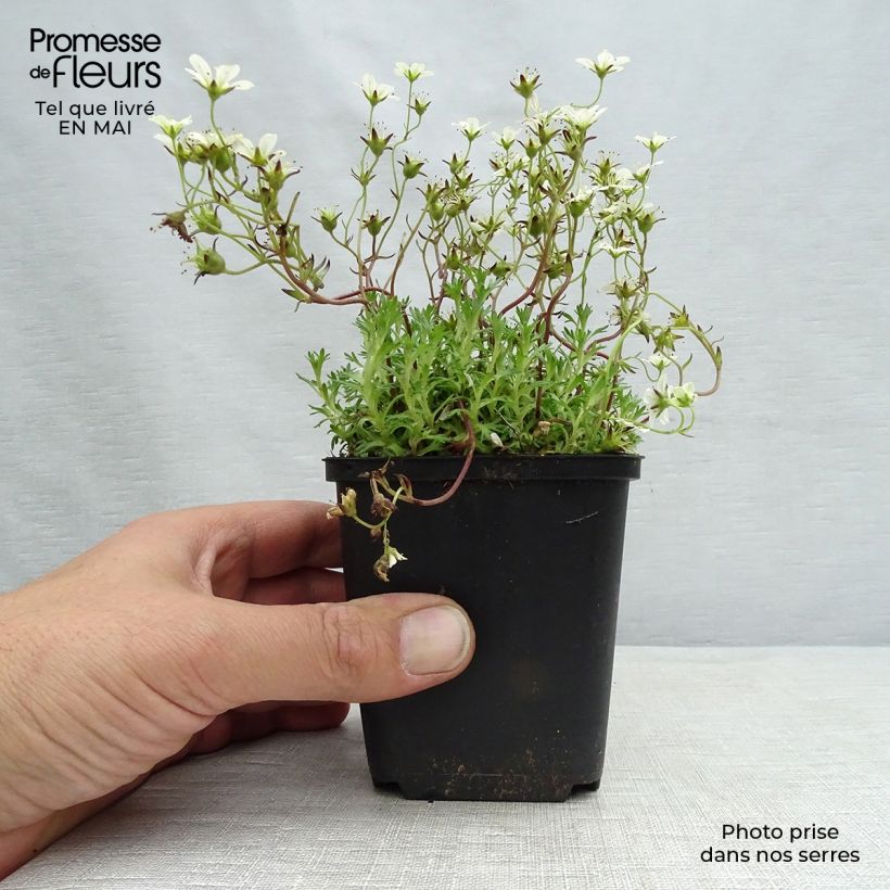 Spécimen de Saxifrage arendsii Pixie White - Gazon Turc Godet de 8/9 cm tel que livré au printemps