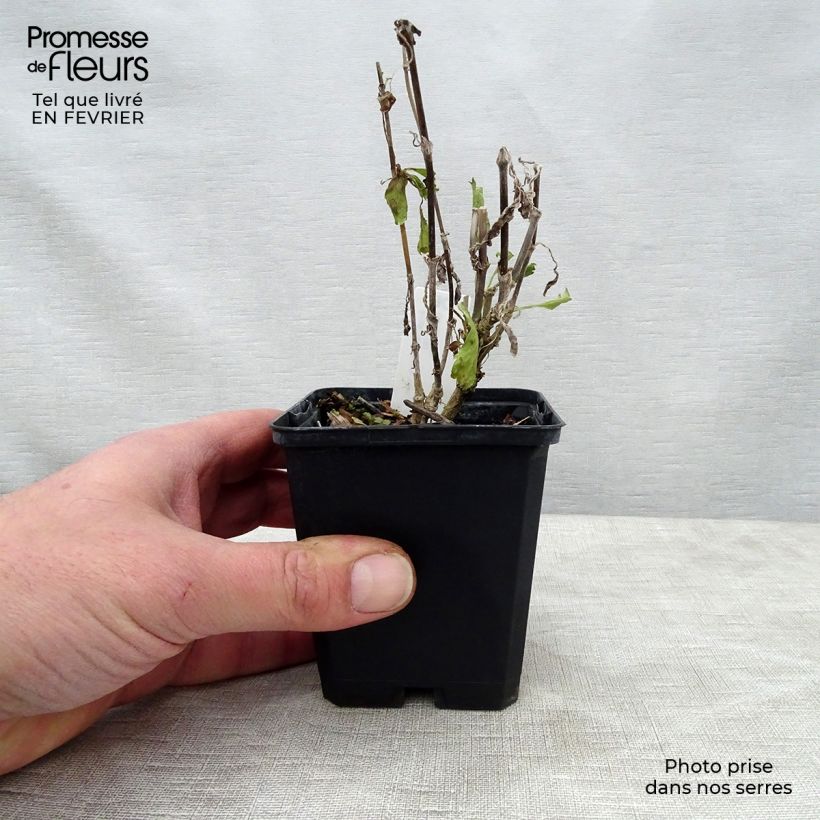 Spécimen de Scabieuse - Scabiosa Cherry Vanilla Scoop Godet de 8/9 cm tel que livré en hiver