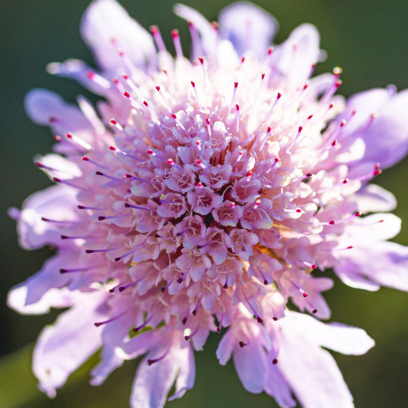 Scabiosa columbaria Pincushion Pink - Scabieuse colombaire  (Floraison)