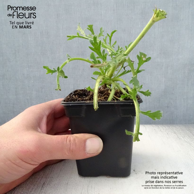 Spécimen de Scabieuse Butterfly Blue - Scabiosa Godet de 7/8 cm tel que livré au printemps