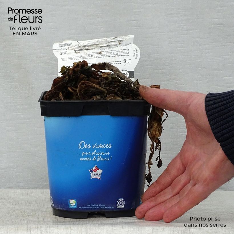 Spécimen de Scabieuse Butterfly Blue - Scabiosa Pot de 2L/3L tel que livré au printemps