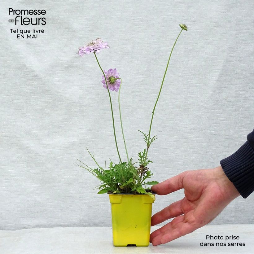 Spécimen de Scabieuse columbaria Pink Mist Godet de 7/8 cm tel que livré au printemps