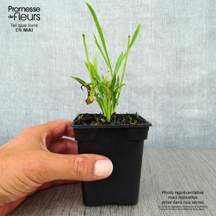 Example of Scabieuse du Caucase - Scabiosa caucasica Alba Godet de 7/8 cm as you get in printemps