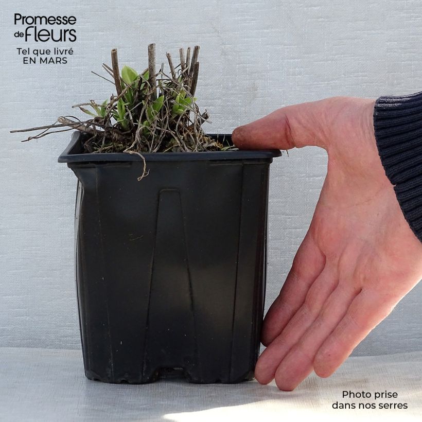 Example of Scabieuse du Caucase - Scabiosa caucasica Alba Pot de 2L/3L as you get in printemps