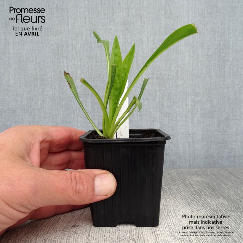 Spécimen de Scabieuse du Caucase - Scabiosa caucasica Fama Godet de 8/9 cm tel que livré au printemps