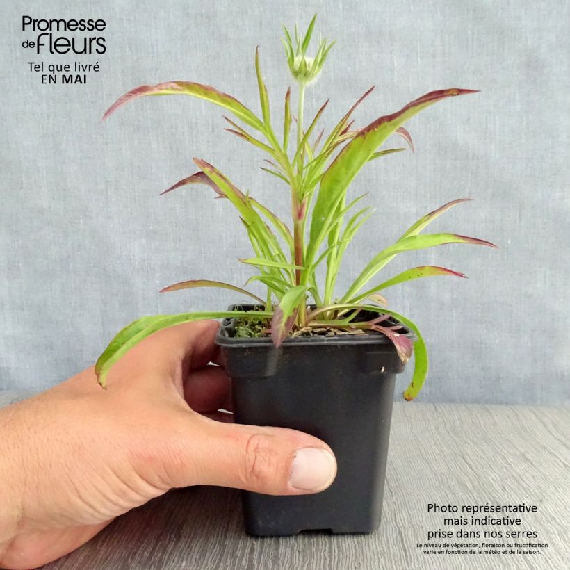 Example of Scabieuse du Caucase - Scabiosa caucasica Perfecta Godet de 7/8 cm as you get in printemps