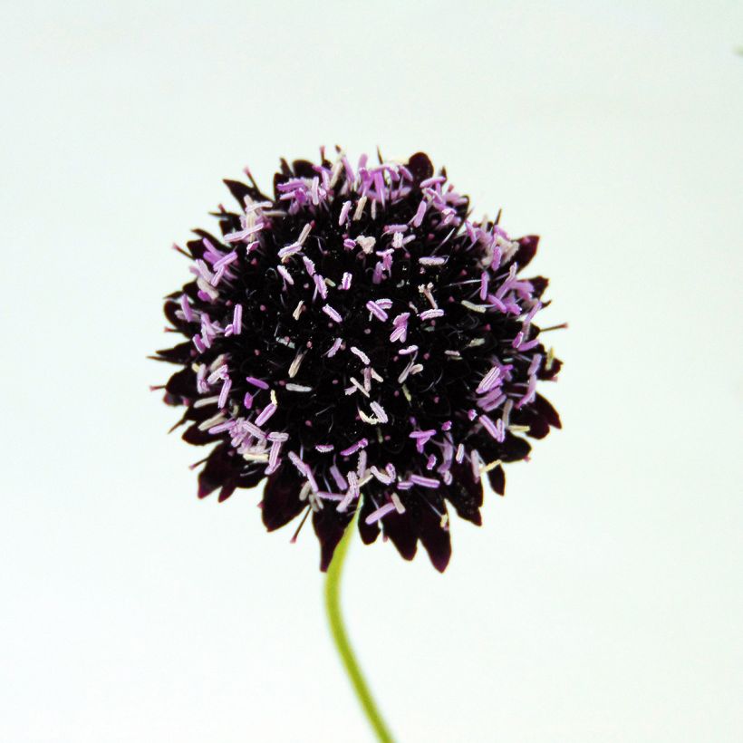 Scabieuse noire - Scabiosa Chile Black (Flowering)