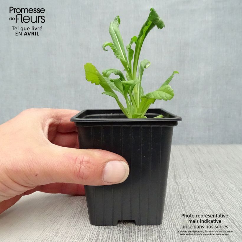 Example of Scabieuse noire - Scabiosa Chile Black Godet de 7/8 cm as you get in printemps