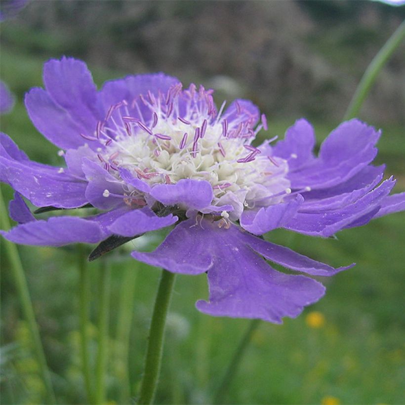 Scabieuse du Caucase - Scabiosa caucasica Kompliment (Flowering)