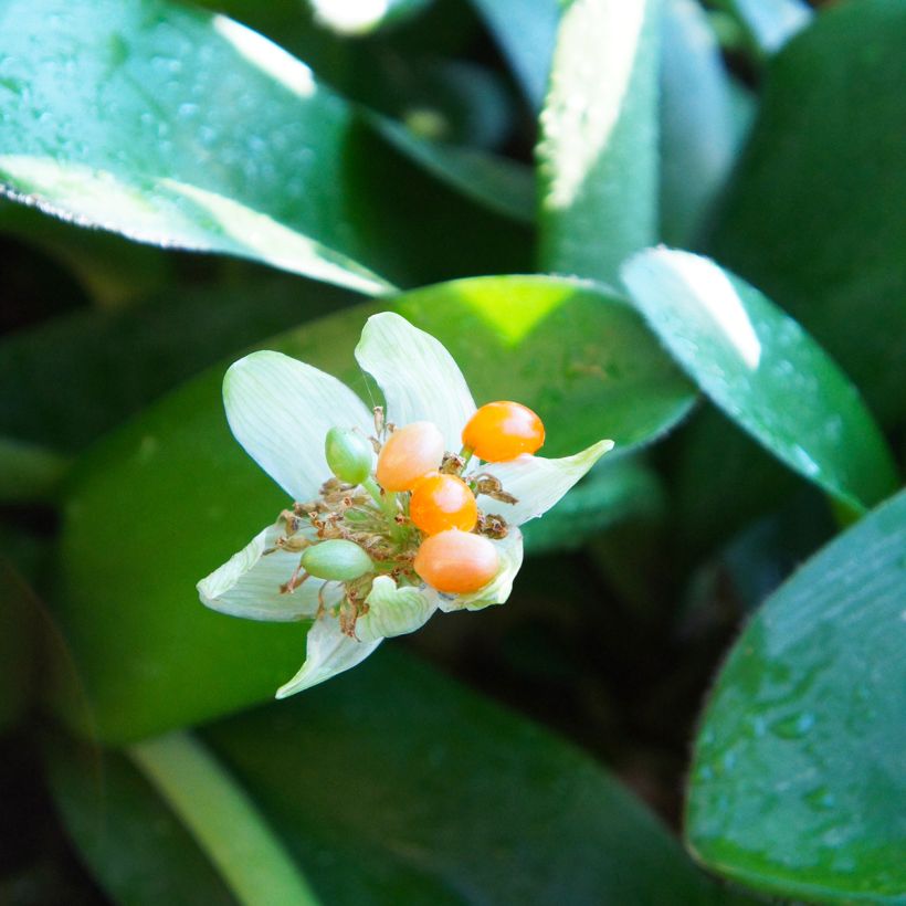 Haemanthus albiflos (Récolte)