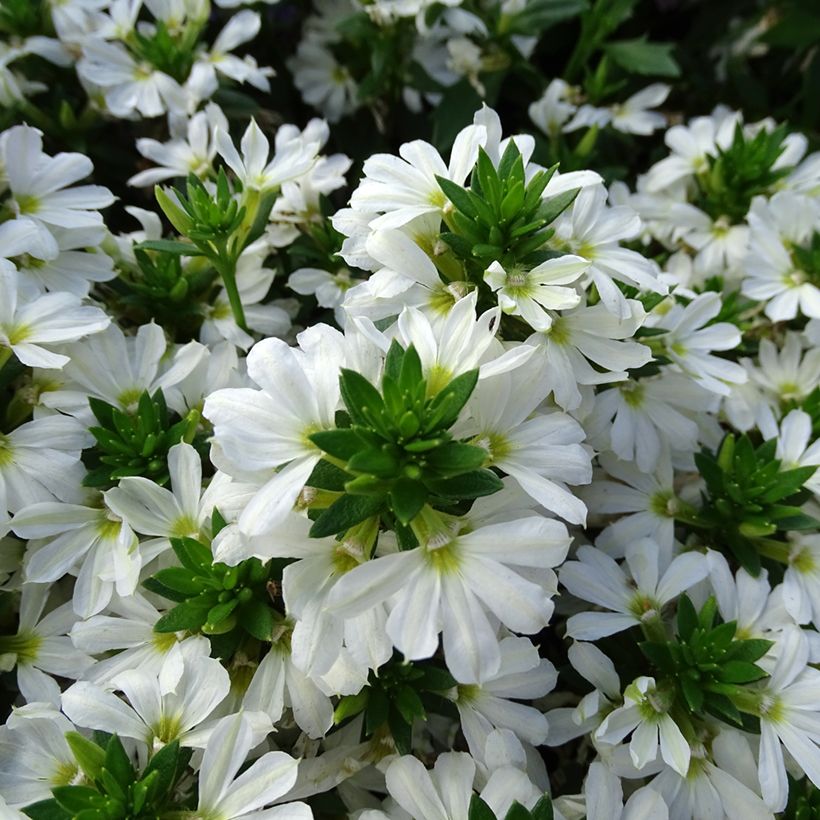 Scaevola Surdiva Blanc - Fleur éventail de fée (Floraison)