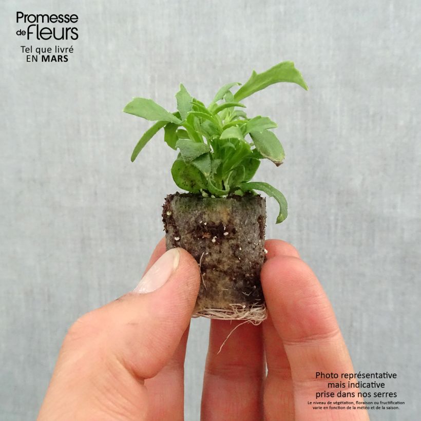 Spécimen de Scaevola Surdiva Bleu - Fleur éventail de fée Mini-motte Ø 3/4 cm, Plant vert de 5 à 10 cm de haut tel que livré au printemps