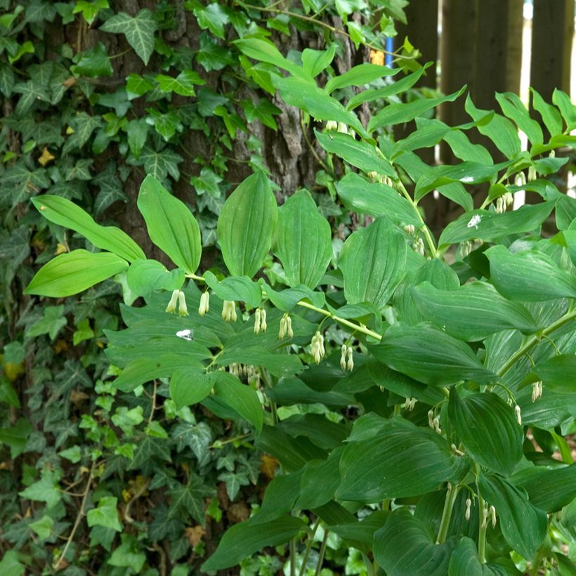 Sceau de Salomon - Polygonatum multiflorum (Port)
