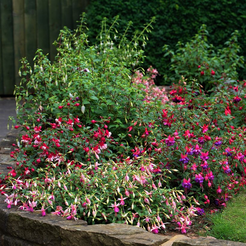 Fuchsia rustique Tom Thumb (Tom Pouce) (Port)