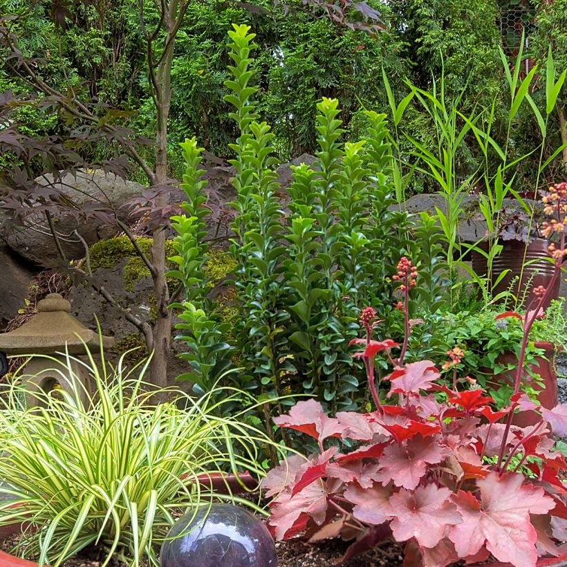 Fusain du Japon - Euonymus japonicus Green Spire (Port)