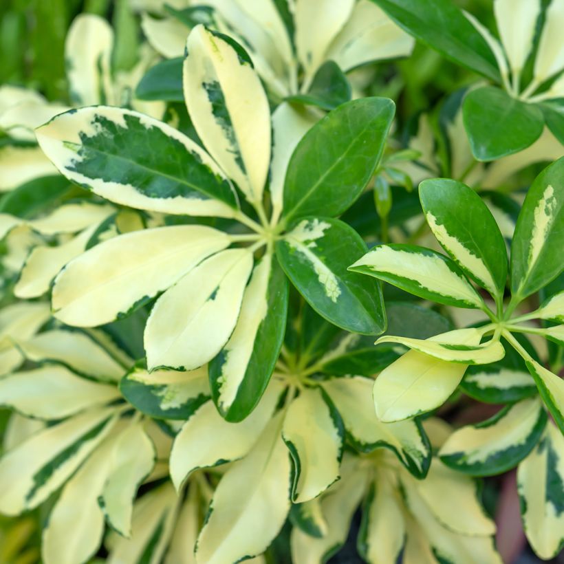 Schefflera Madame De Smet (Feuillage)