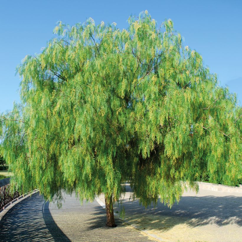 Schinus molle - Faux-poivrier, Poivrier sauvage  (Port)