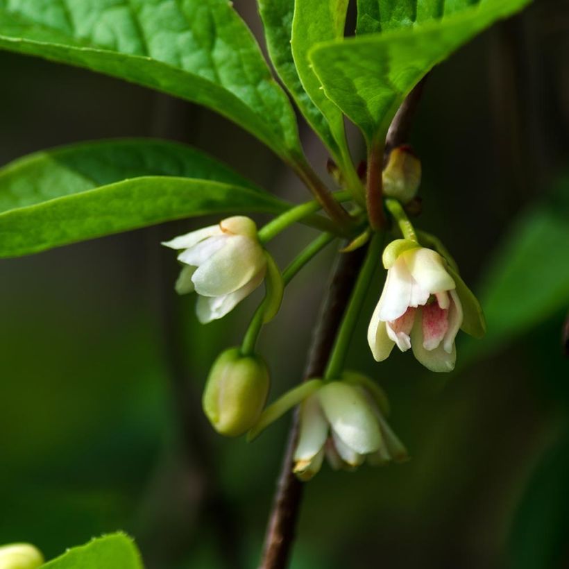 Schisandra chinensis Sadova N°1 - Baie aux 5 saveurs autofertile (Flowering)