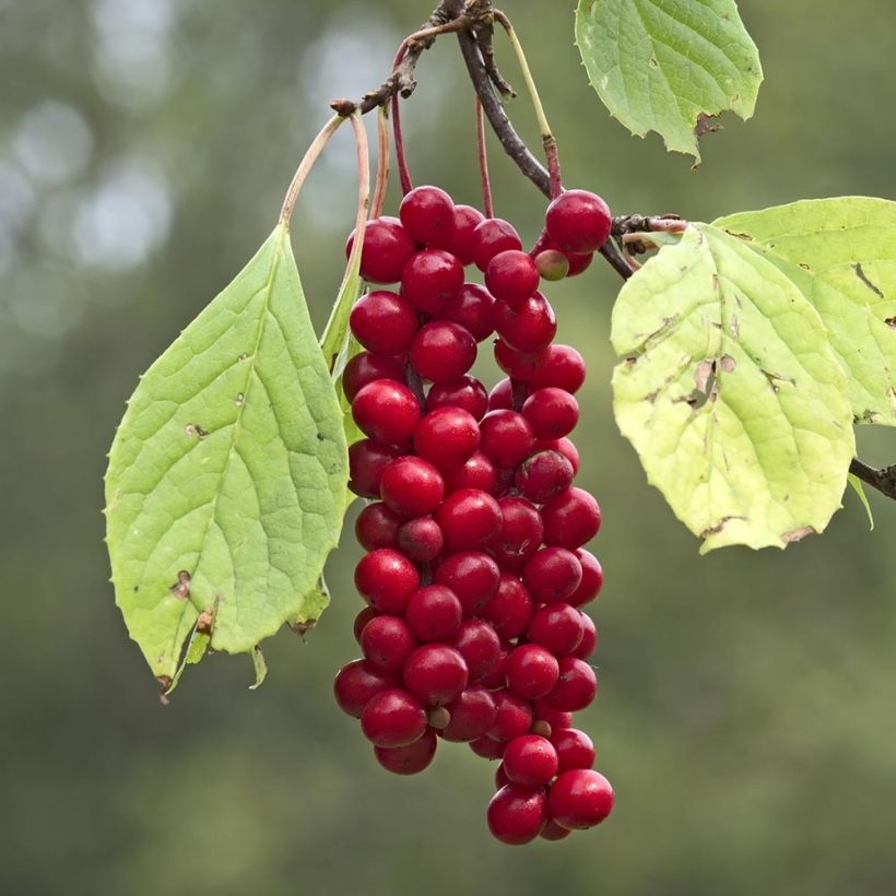 Schisandra chinensis Sadova N°1 - Baie aux 5 saveurs autofertile (Harvest)