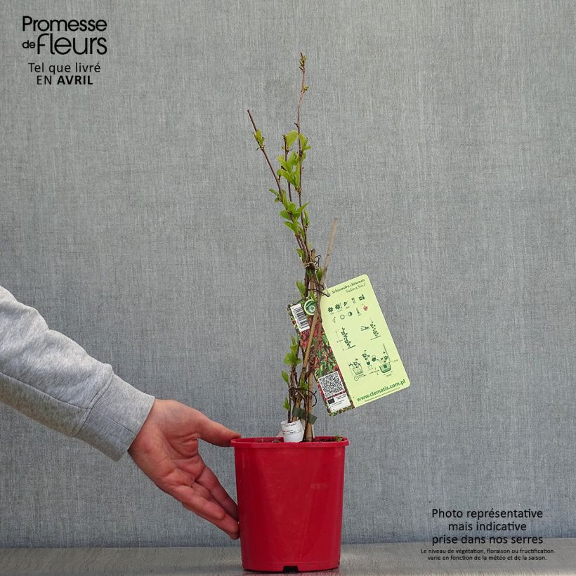 Example of Schisandra chinensis Sadova N°1 - Baie aux 5 saveurs autofertile Pot de 2L/3L as you get in printemps
