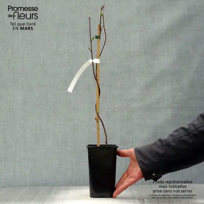 Spécimen de Schisandra grandiflora Pot de 1,5L/2L tel que livré au printemps