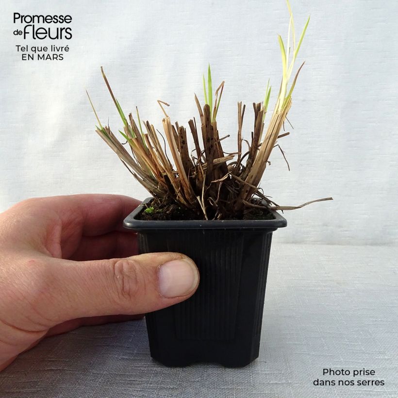 Spécimen de Schizachyrium scoparium Godet de 8/9 cm tel que livré au printemps