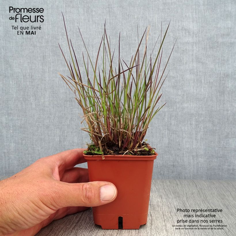 Spécimen de Schizachyrium scoparium Blue Heaven Godet de 8/9 cm tel que livré au printemps
