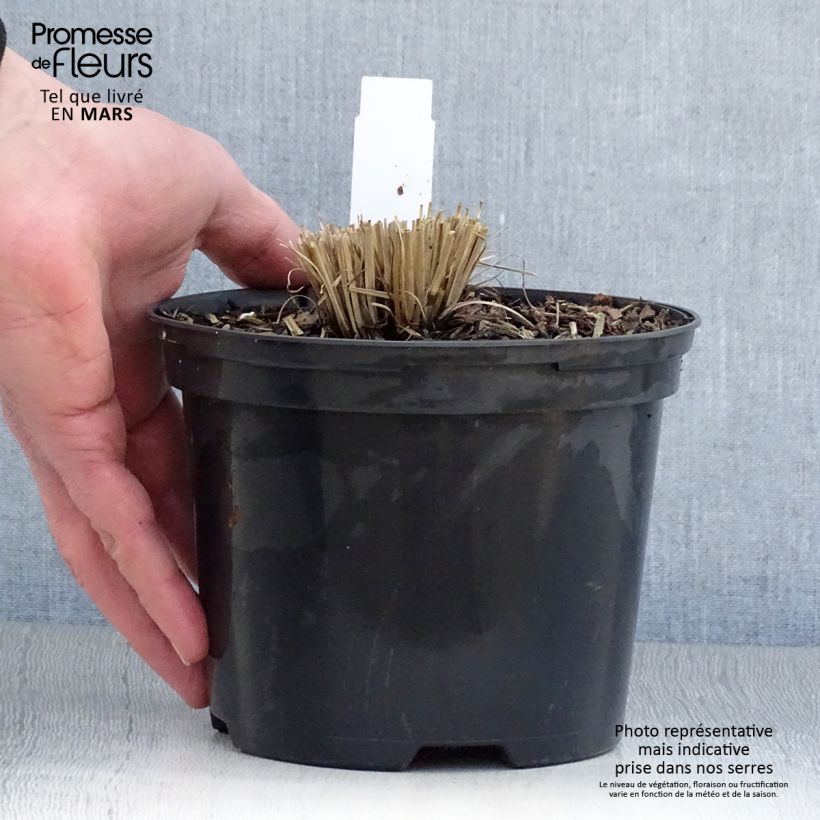 Example of Schizachyrium scoparium Chameleon - Herbe à balais Pot de 2L/3L as you get in printemps