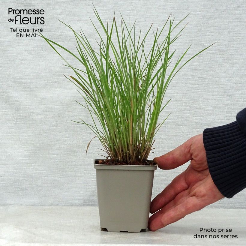 Spécimen de Schizachyrium scoparium Ha Ha Tonka - Herbe à balais Godet de 8/9 cm tel que livré au printemps