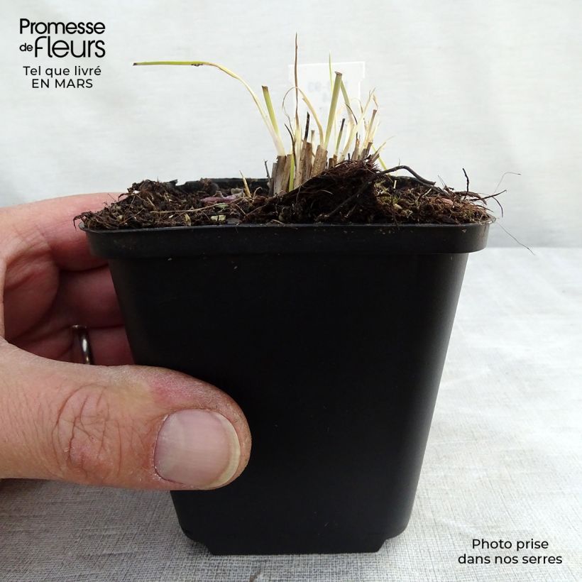 Spécimen de Schizachyrium scoparium Prairie Blues Godet de 8/9 cm tel que livré au printemps