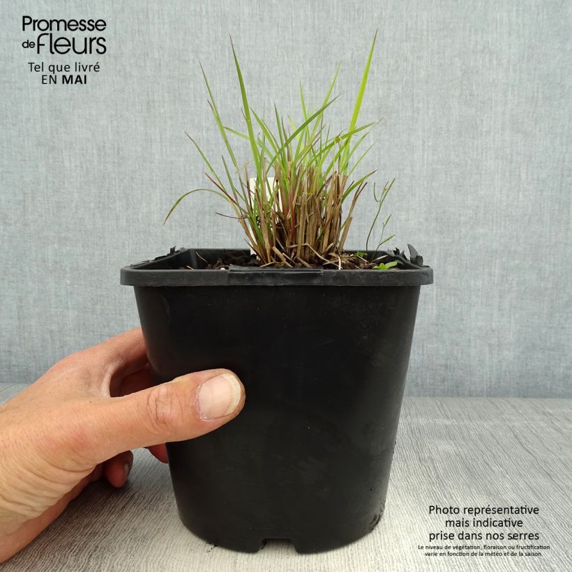 Example of Schizachyrium scoparium Twilight Zone - Herbe à balais Pot de 2L/3L as you get in printemps
