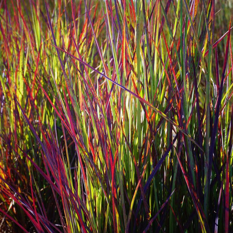 Schizachyrium scoparium Twilight Zone - Herbe à balais (Foliage)