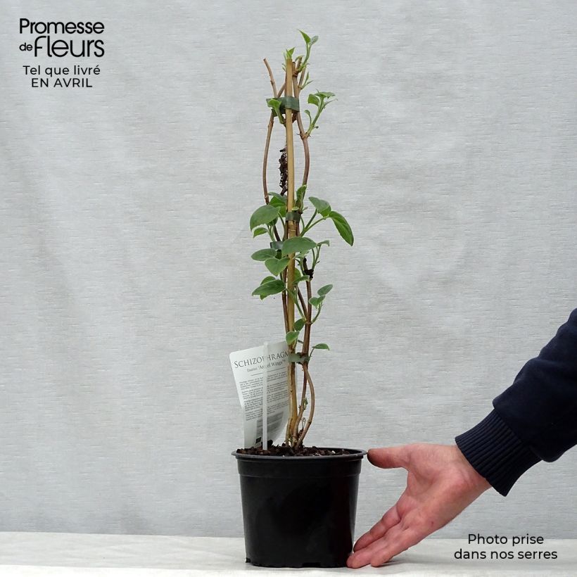 Example of Schizophragma Angel Wings - Hortensia grimpant Pot de 2L/3L as you get in printemps