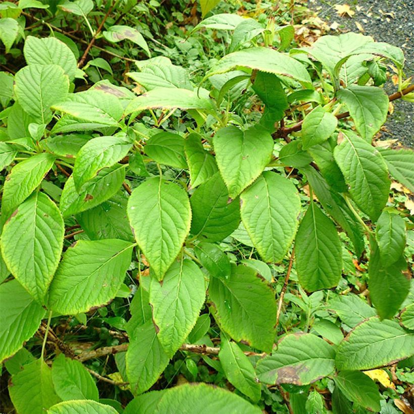 Schizophragma corylifolium (Feuillage)