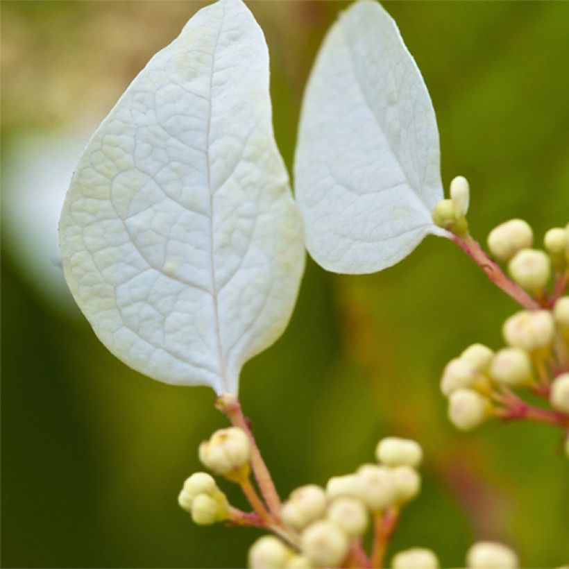 Schizophragma corylifolium (Floraison)