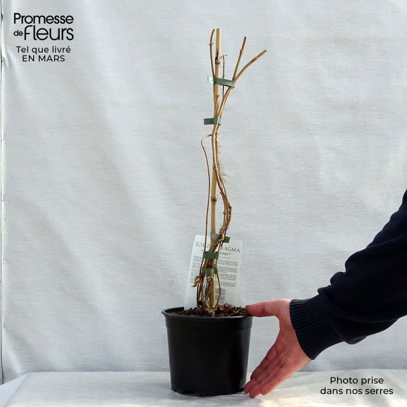 Example of Schizophragma fauriei Pot de 2L/3L as you get in printemps