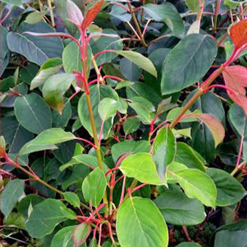 Schizophragma hydrangeoïdes Red Rhapsody MonLaBaHe (Foliage)