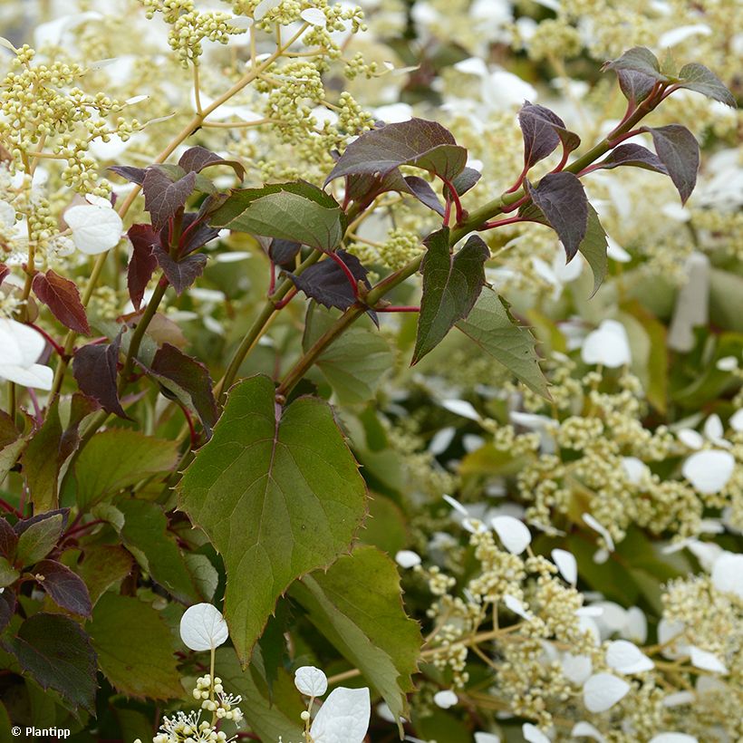 Schizophragma hydrangeoides Snow Sensation - Faux hortensia grimpant (Feuillage)