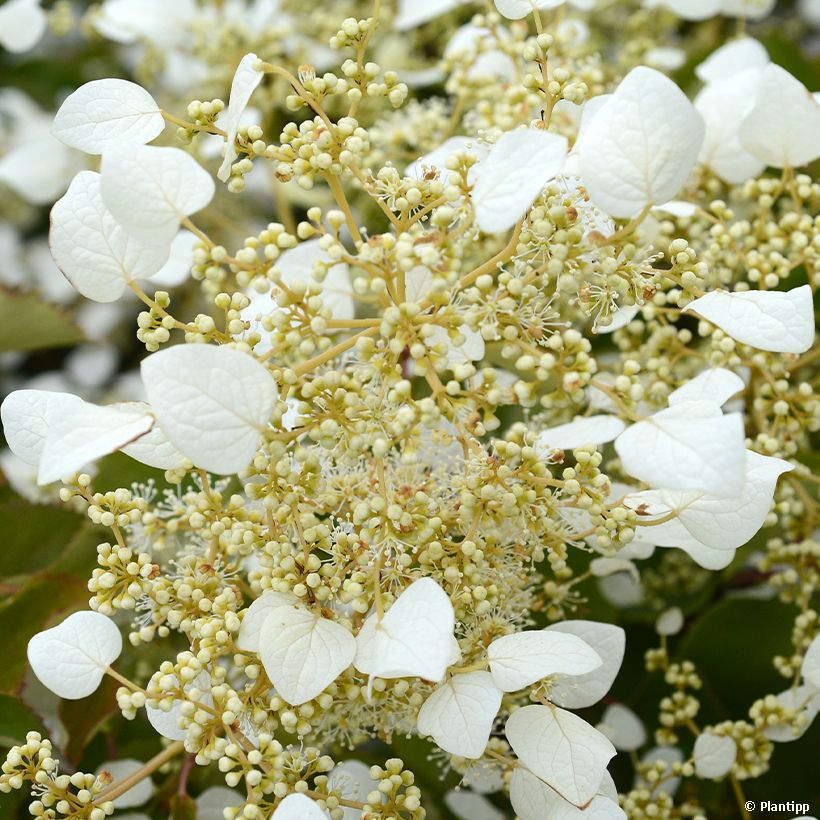 Schizophragma hydrangeoides Snow Sensation - Faux hortensia grimpant (Floraison)