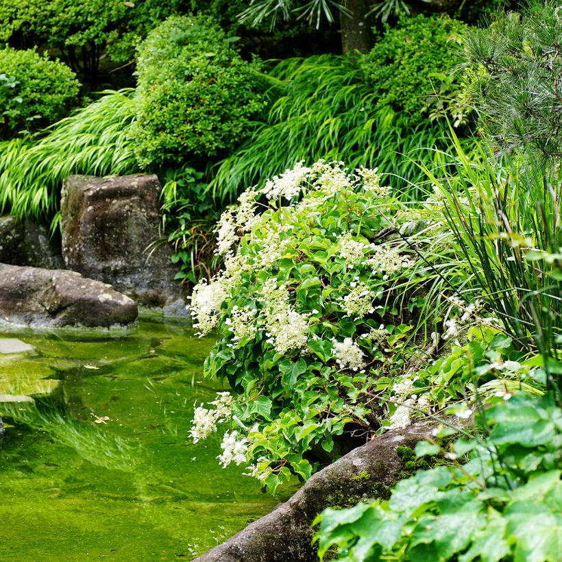 Schizophragma hydrangeoïdes (Port)
