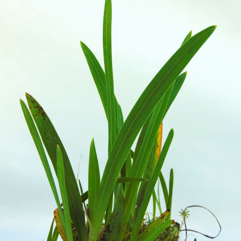 Schizostylis cocc.Mrs Hegarty - Lis des Cafres (Foliage)