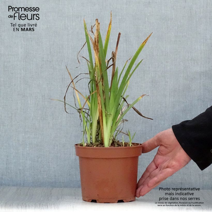 Example of Schizostylis cocc.Mrs Hegarty - Lis des Cafres Pot de 2L/3L as you get in printemps