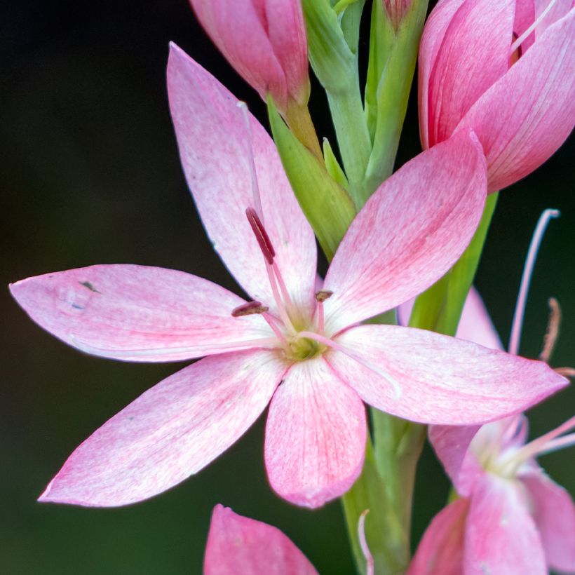Schizostylis coccinea Rosea - Lis des Cafres (Floraison)