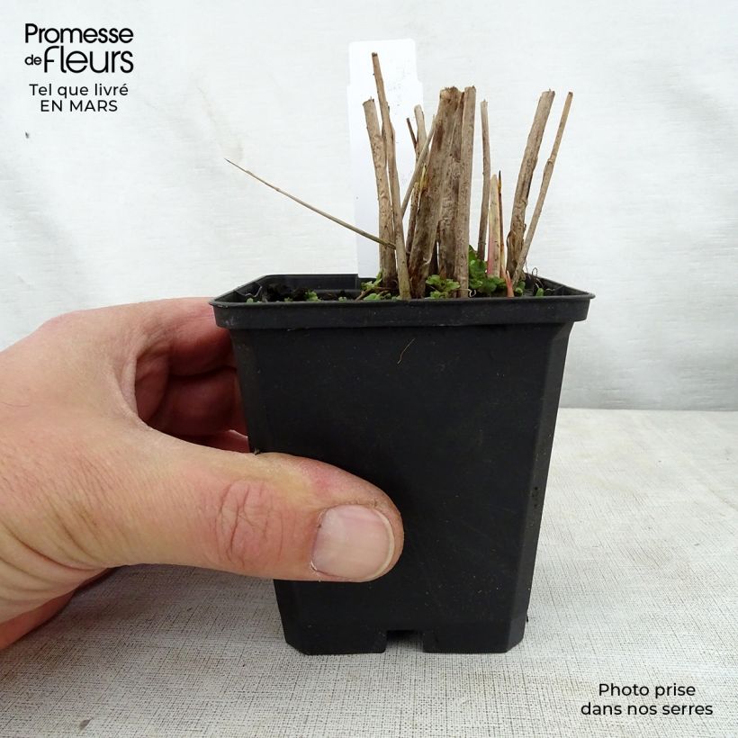 Spécimen de Schoenoplectus tabernaemontani Zebrinus - Scirpe aigu à tiges zébrées Godet de 8/9 cm tel que livré au printemps