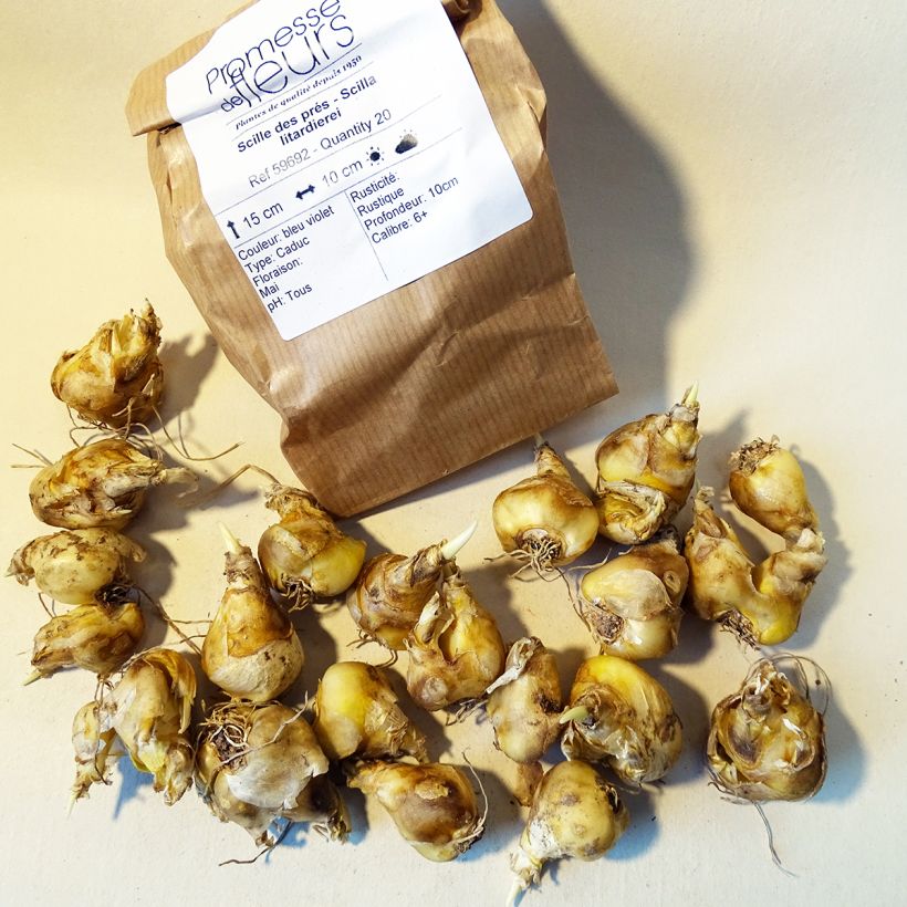 Exemple de spécimen de Scille des prés - Scilla litardierei Bulbe calibre 6+ tel que livré