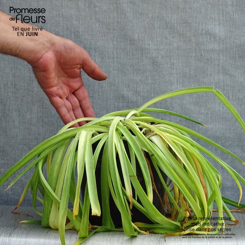 Spécimen de Scille du Pérou - Scilla peruviana Pot de 2L/3L tel que livré en été