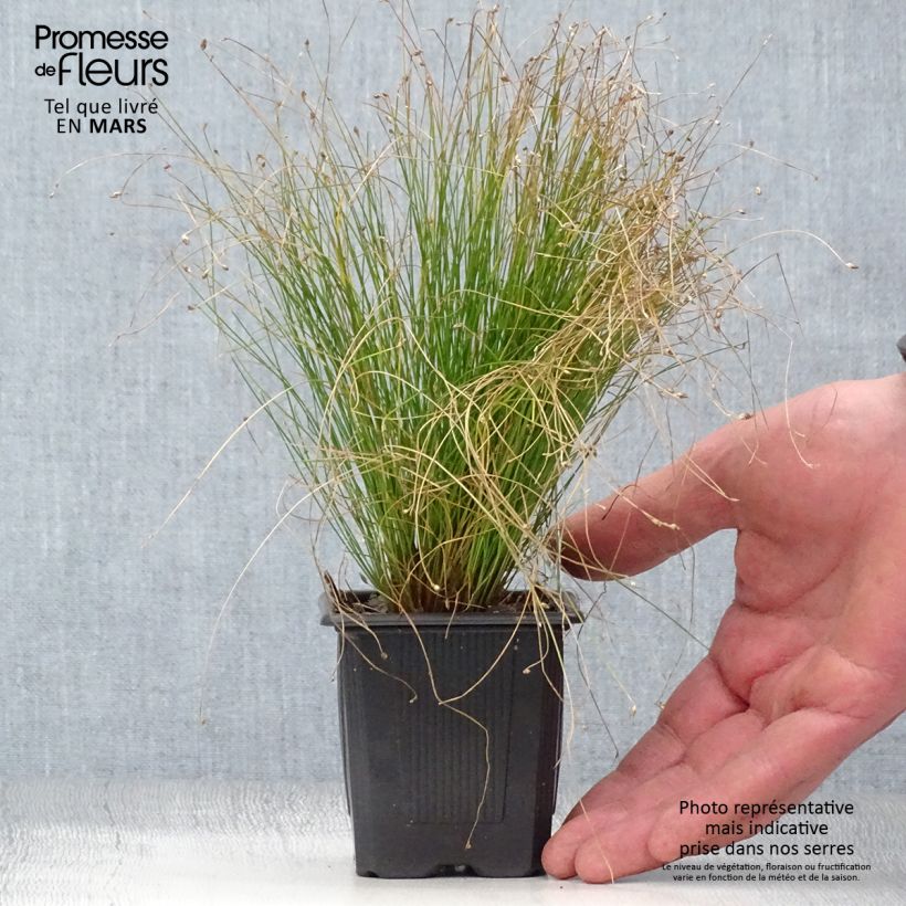 Example of Scirpus cernuus - Souchet penché Godet de 7/8 cm as you get in printemps